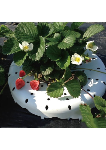 Bitki Desteği-1 * Çilek Çerçeve-Beyaz (Yurt Dışından) fırsatları