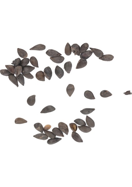 Bonsai Meyve Ağacı Tohumları, Ağır Üreten Tam Güneş 20 Tohumlar Meyve Bitki Tohumları Bahçe Için Balkon Için Büyümesi Kolay (Yurt Dışından) modelleri