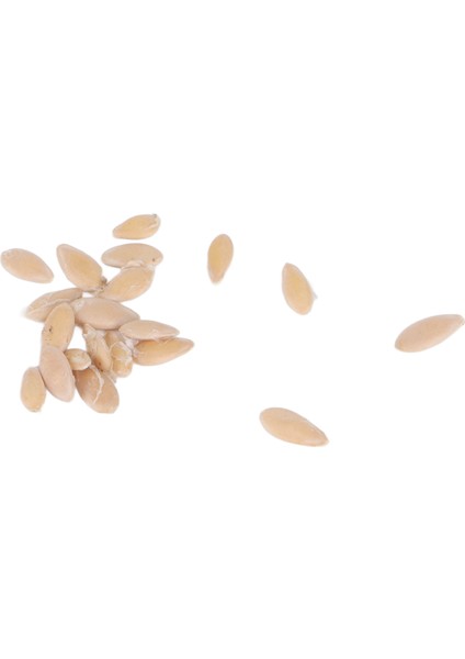 Meksika Ekşi Kornişon Tohumları, Sabır Yetiştirmek Yaygın Olarak Kullanılan Cucamelon Tohumları Balkon Için Avlu Bahçe Için (Yurt Dışından) fiyatları