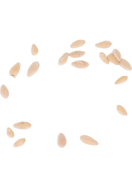 Meksika Ekşi Kornişon Tohumları, Sabır Yetiştirmek Yaygın Olarak Kullanılan Cucamelon Tohumları Balkon Için Avlu Bahçe Için (Yurt Dışından) modelleri