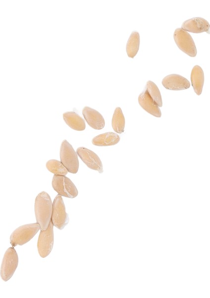 Meksika Ekşi Kornişon Tohumları, Sabır Yetiştirmek Yaygın Olarak Kullanılan Cucamelon Tohumları Balkon Için Avlu Bahçe Için (Yurt Dışından) fırsatları