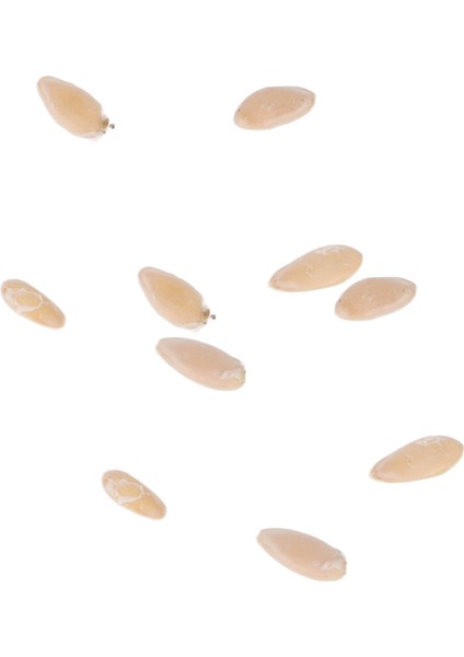 Meksika Ekşi Kornişon Tohumları, Sabır Yetiştirmek Yaygın Olarak Kullanılan Cucamelon Tohumları Balkon Için Avlu Bahçe Için (Yurt Dışından) indirimleri