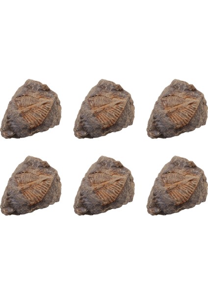 6 Pc Doğal Trilobit Kuyruk Fosili Antik Fosiller Öğretim Örnekleri Koleksiyonu (Yurt Dışından)