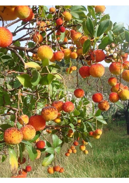 2 Adet Kocayemiş ( Dağ Çileği ) Fidanı Saksılı 20 - 30 cm