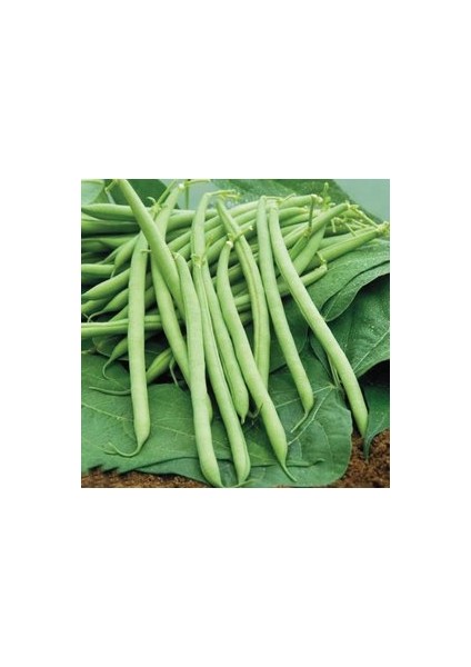250 Adet Tohum Eko Paket Eymen Oturak Erkenci Fasulye Tohumu Saksı Toprak