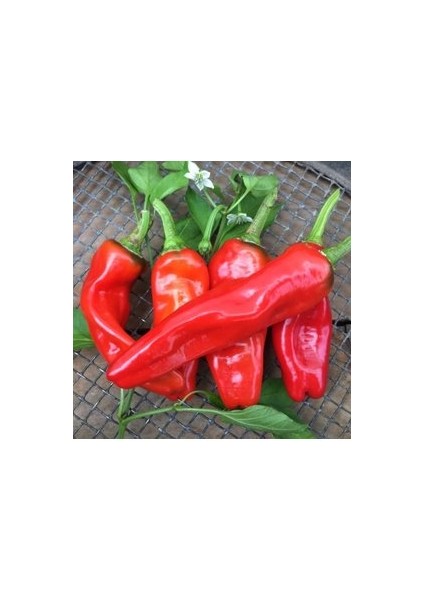 150 Adet Tohum Saksılık Çok Acı Urfa Isot Biberi Tohumu Organik Köy