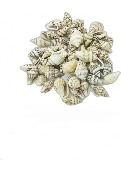 100 Adet Nassa Shell Doğal Deniz Kabuğu Süsleme Hediyelik Epoksi Malzemesi (Boyut Ortalama 1 Cm)