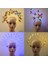 19 Light Up Yanıp Sönen Kelebek Çiçek Tanrıça Başlığı Çivili Altın Metal Kraliçe Melek Halo Taç Bandı Parti Cosplay Karnaval (Yurt Dışından) 2