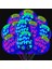 10 Adet Turuncu Neon Floresan Parti Malzemeleri Neon Balon Karanlıkta Glow Afiş Kağıt Çelenk Süslemeleri Düğün Doğum Günü Blacklight Parti (Yurt Dışından) 5
