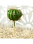 Stil 20 Yapay Plastik Kaktüs Succulents Dikenli Armut Saksı Bitki Hiçbir Pot Çevre Dostu Simülasyon Ev Ofis Masaüstü Dekorasyon Sıcak (Yurt Dışından) 2