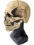 SKELETON01 Cadılar Bayramı Maskesi Hareketli Çene Tam Kafa Kafatası Maskesi Cadılar Bayramı Dekorasyon Korku Korkunç Maske Cosplay Parti Dekor Kafatası Kask (Yurt Dışından) 5