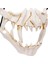 B-Tiger 3D Kemik Kafatası Cadılar Bayramı Maskeleri Korkunç Maske Cosplay Masquerade Karnaval Parti Sahne Hayvan Maskesi Noel Cadılar Bayramı Malzemeleri (Yurt Dışından) 5