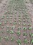 100 Adet Salep Fidesi 2