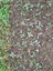 100 Adet Salep Fidesi 3