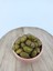 Eğri Çekirdek Cinsi Kırma Tatlanmış Zeytin 5 kg Eski Sezon Ürünü 2