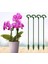 Plastik Bitki Destek Kazıkları Güller, Zambaklar, Phalaenopsis Için Bitki Çubukları (Yurt Dışından) 4