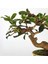 Bonsai Dallarını Tutmak Için 5 Rulo Bonsai Teli Alüminyum (Kahverengi) (Yurt Dışından) 3