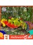 Helloworld Saksı Geniş Uygulama Asılı Papağan Ekici Bitkiler Saklama Kabı (Yurt Dışından) 5