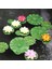 24X Yapay Yüzen Köpük Lotus Yaprakları Dekor Gölet Akvaryum ve Sahne Için Gerçekçi Lotus Yeşillik Yeşil Bitki 4 Boyutları (Yurt Dışından) 3