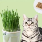 Exelox Online Topraksız Suda Kedi Çimi Yetiştirme Kiti