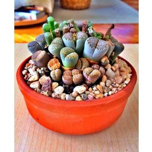 Muhteşem Lithopsmix Tohumu