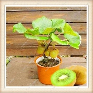 Köy Tohumları 30 Adet Tohum Bodur Kivi Bonsai Ağacı Tohumu Saksı Toprak