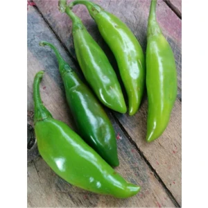 Köy Tohumları 250 Adet Tohum Nadir Zehir Acı Balık Biberi Saksı Toprak