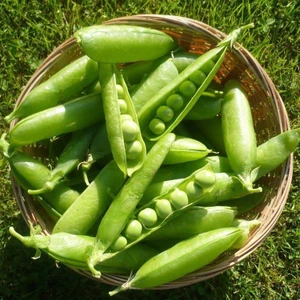 Köy Tohumları 500 Adet Tohum Organik Geleneksel Bezelye Tohumu Ata Tohumlu