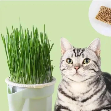 Exelox Online Topraksız Suda Kedi Çimi Yetiştirme Kiti Fiyatı