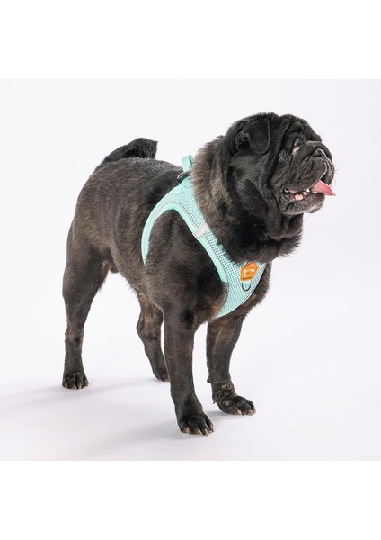 Mint Air-mesh Göğüs Tasması Kedi Köpek Göğüs Tasması