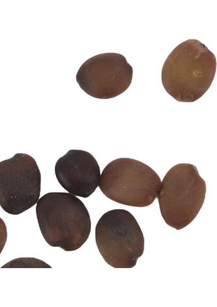 Ağaç Tohumları, Süs 1.7oz Erguvan Tohumları Şehir Yolu Için Ev Için Büyük Tek Çiçek (Yurt Dışından)