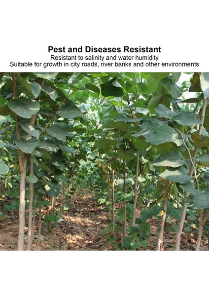 Ağaç Tohumları, Süs 1.7oz Erguvan Tohumları Şehir Yolu Için Ev Için Büyük Tek Çiçek (Yurt Dışından) fiyatları