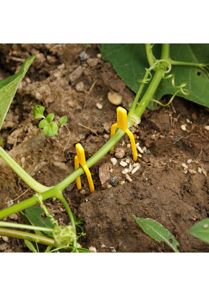 50 Adet Bahçe Aracı Plastik Bahçe Tesisi Klipleri Kafes Sicim Sera Aracı Karşılaşma (Yurt Dışından) indirimleri