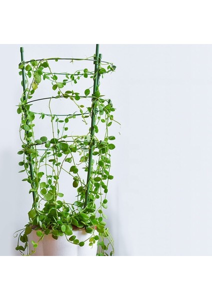 Adet Tırmanma Asma Rafı Bitki Destek Kafesleri 3 Ayarlanabilir Halka ile Bahçe Balkon Bitki Çiçek Kafes 60CM (Yurt Dışından) modelleri