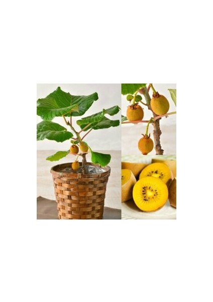 50 Adet Tohum Bodur Kivi Bonsai Ağacı Tohumu Saksı Toprak