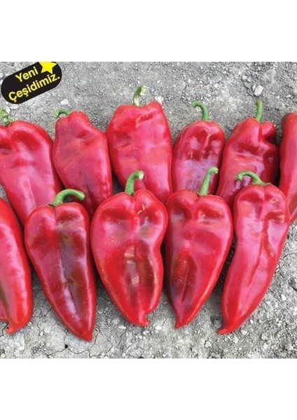 250 Adet Tohum Paket Adana Karaisalı Hafif Acı Ata Tohum