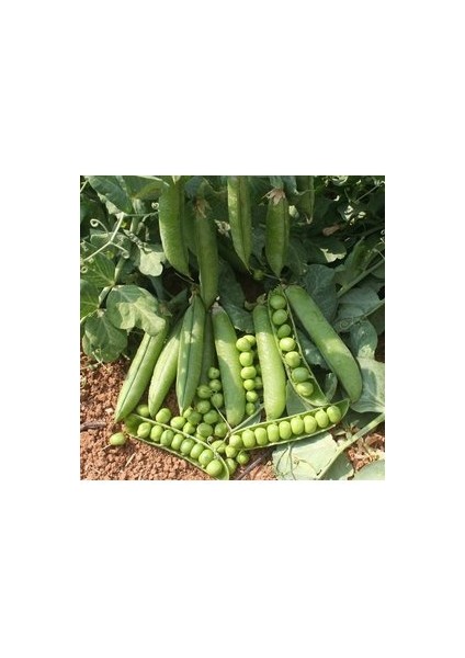 300 Adet Tohum Organik Geleneksel Bezelye Tohumu Kışlık Dolaplık