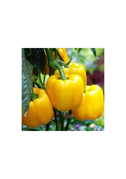 250 Adet Tohum Nadir Kalifornia Biberi Tohum Saksı Toprak