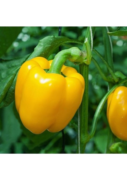 250 Adet Tohum Nadir Kalifornia Biberi Tohum Saksı Toprak fiyatları