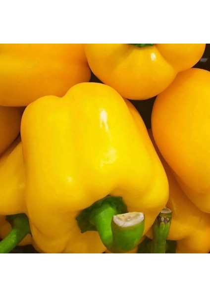 30 Adet Tohum Nadir Kalifornia Biberi Tohum Saksı Toprak