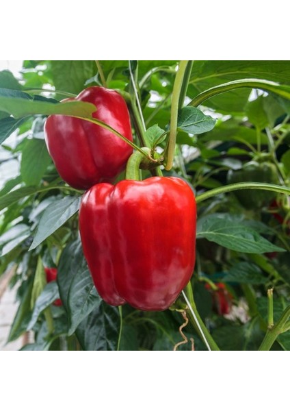 400 Adet Tohum Nadir Kaliforniya Biberi Tohumu Saksı Toprak