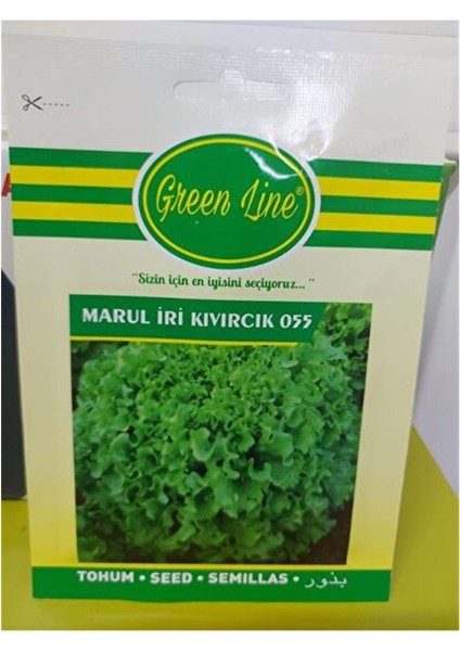 Kıvırcık Marul Tohumu 10 Gr