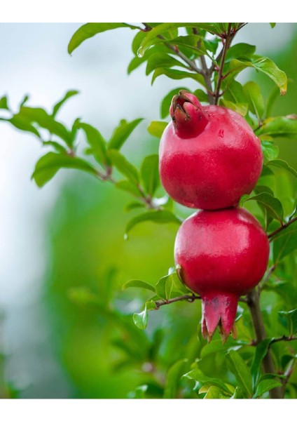 3 Lü Karışık Meyve Fidanı Nar , Zeytin ve Fıstık