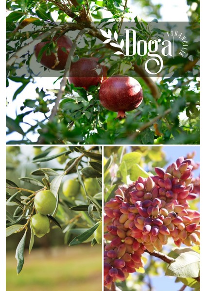 3 Lü Karışık Meyve Fidanı Nar , Zeytin ve Fıstık