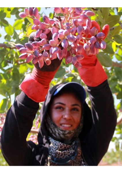 3 Lü Karışık Meyve Fidanı Nar , Zeytin ve Fıstık