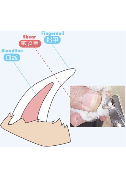 Guangdong Spirit Tırnak Güvenliği Düzelticiler Profesyonel Pet Kedi Köpek Tavşan Kuş Tırnak Makası Kesici Paslanmaz Çelik Bakım Makası Clippers Pençe (Yurt Dışından)