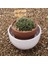 60 Adet Bambu Bitki Etiketleri (6 x 10 Cm) Bitkiler Için Bonus A Kalemli (Yurt Dışından) 1
