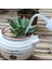 250 ml Su Gagası Dökme Su Isıtıcısı Aracı Succulents Bitki Çiçek Sıkma Şişeleri Karşılaşma (Yurt Dışından) 4