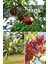 3 Lü Karışık Meyve Fidanı Nar , Zeytin ve Fıstık 1
