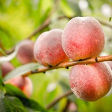 Fidan & Peyzaj - Segittaria Şeftali Fidanı